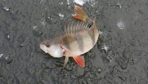 Perch on the first ice