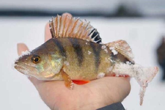 Perch in hand
