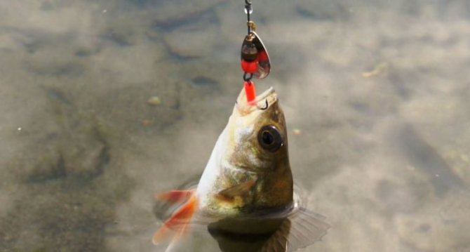 perch in the water