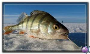 perch in winter with a jig