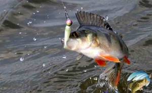 It is difficult to confuse a perch with the thickness of the fishing line or the size of the load, or the size of the hook