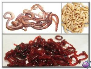maggots and bloodworms for carp