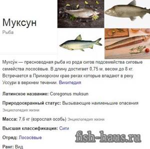 description of muksun fish