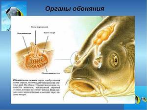 Organs of smell and taste in fish