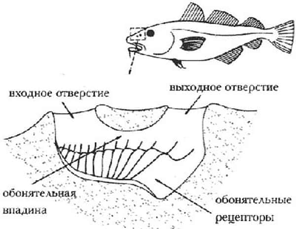 Olfactory organs in fish