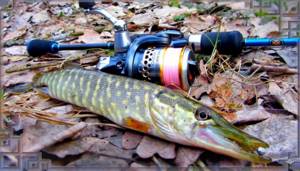 Autumn fishing for pike