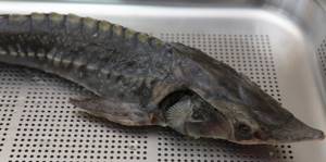 sturgeon in a cleaning container