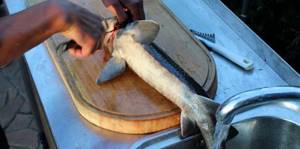 sturgeon is cleaned with a sharp knife