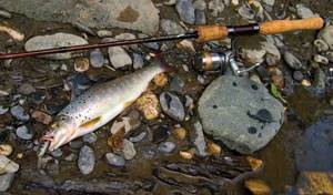 spinning rod equipment for trout
