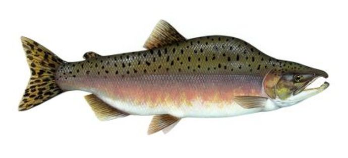 Features of pink salmon
