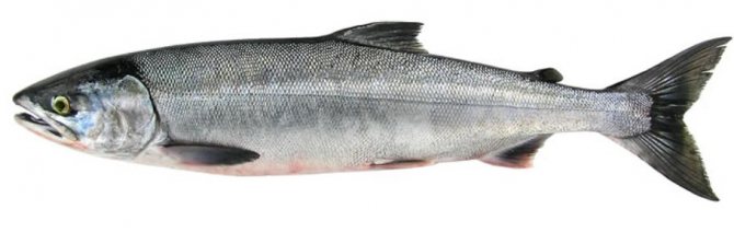 Features of chum salmon