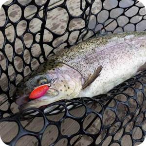 Features of trout fishing
