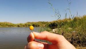 Features of catching and feeding carp with peas