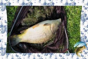 features of carp fishing in July