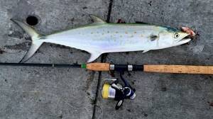 Features of fishing for mackerel