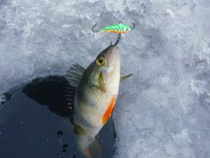 Features of fishing with balance beams in winter