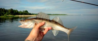 ОсобОсобенности рыбалки в Ленинградской области и Карелииенности рыбалки в Ленинградской области и Карелии