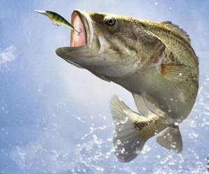 отчеты о рыбалке в светлые горы пруд москва
