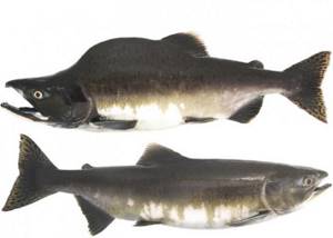 difference between a female pink salmon and a male