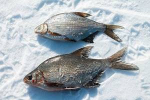 Differences between silver bream and white bream