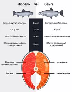 Differences between salmon and trout