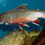 Palia: description of fish, habitat, reproduction and diet