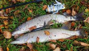 A pair of pike caught with a wobbler on a spinning rod in the fall