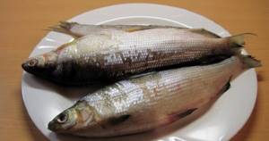 Peled fish. Photos, description, how to cook, salt, recipes 