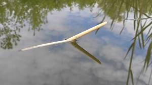 Feather on crucian carp