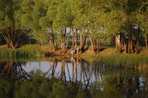 Paid ponds in the Saratov region