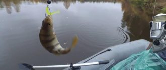 Floating silicone baits for pike perch