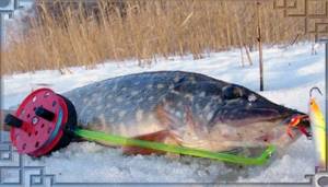 Ice fishing for pike