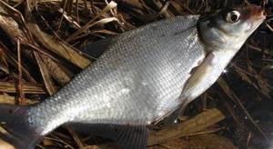 White bream caught in cold water with a fishing rod