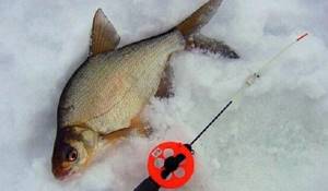 White bream in the first ice