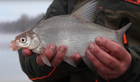 White bream in the hands of a fisherman