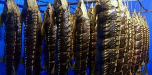 suspended sturgeon are hot smoked