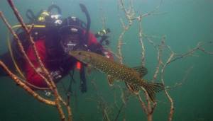 spearfishing for pike in summer