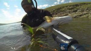 spearfishing for pike
