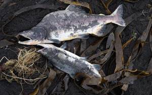 Pink salmon that died after spawning