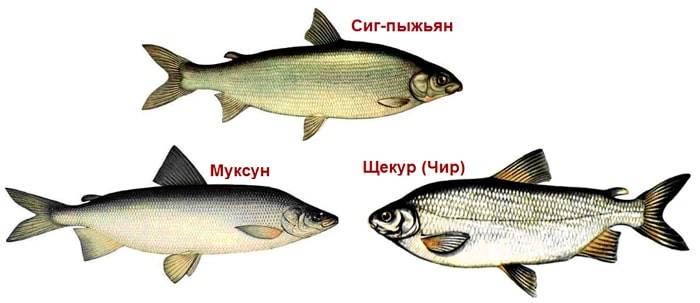 similar fish