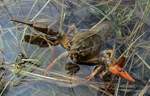 Searching for crayfish in the warm season