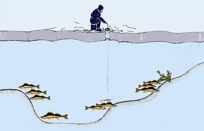 Search for pike perch