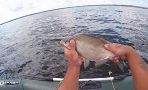 Bream caught from a boat