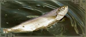The bite of sabrefish