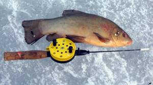 The bite can vary - be sluggish and slow, or vice versa - decisive and sharp. In this case, the tench will try to get off the hook in any case. 