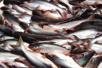 Beneficial properties of pangasius for the body of men and women