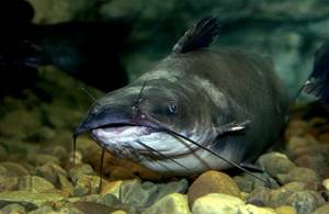 Useful fish species - catfish
