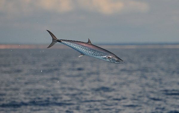 Striped mackerel