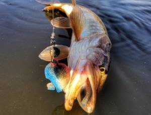 Поролоновая рыбка своими руками