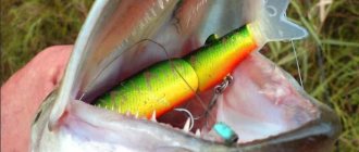 Surface wobblers for pike